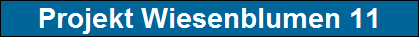 Projekt Wiesenblumen 11