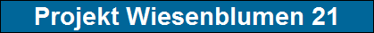 Projekt Wiesenblumen 21