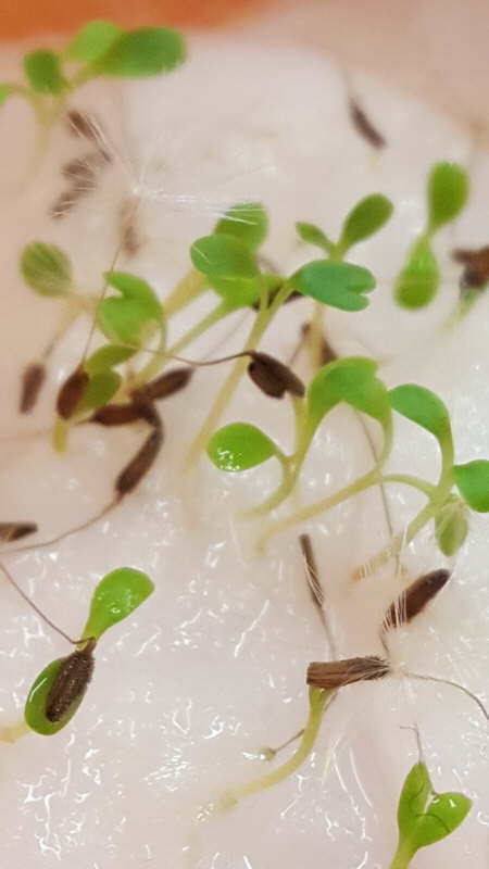 Projekt Wiesenblumen 01