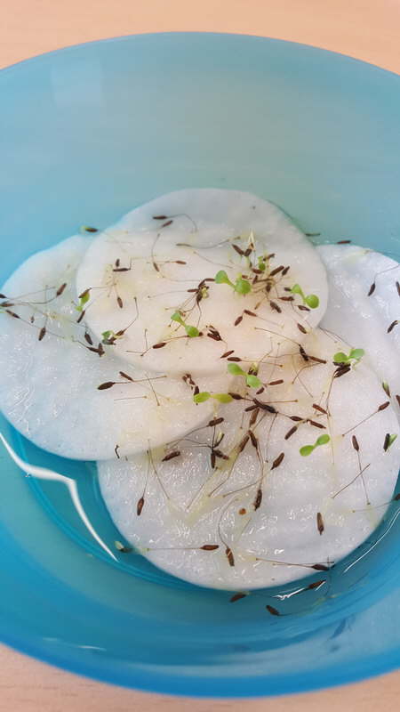 Projekt Wiesenblumen 02