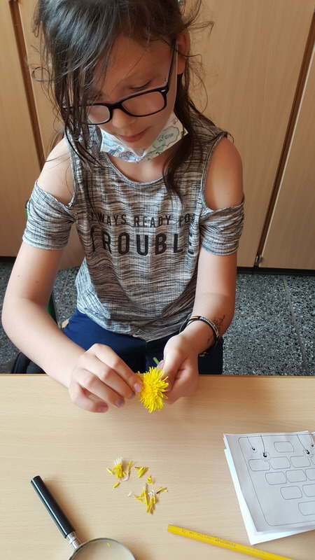 Projekt Wiesenblumen 03