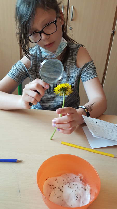 Projekt Wiesenblumen 04