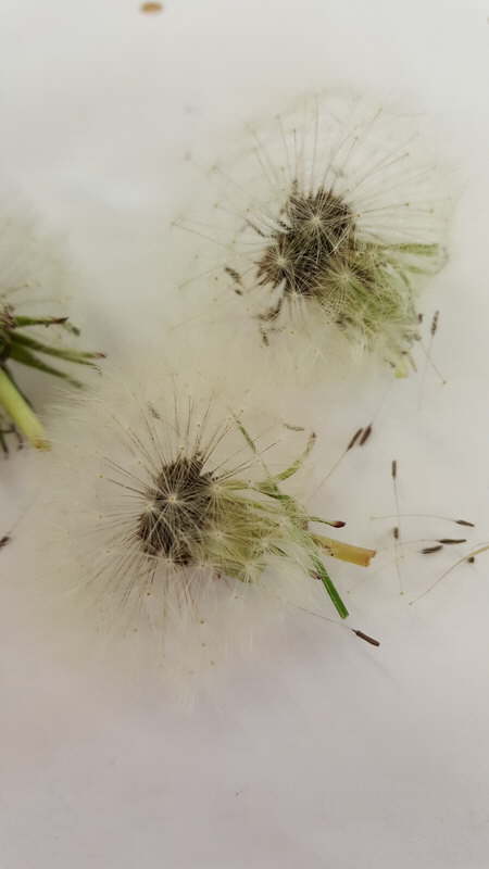 Projekt Wiesenblumen 05