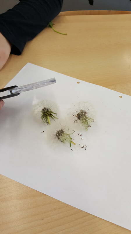 Projekt Wiesenblumen 06