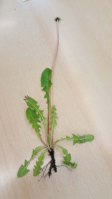 Projekt Wiesenblumen 07