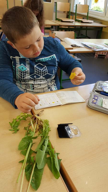 Projekt Wiesenblumen 09