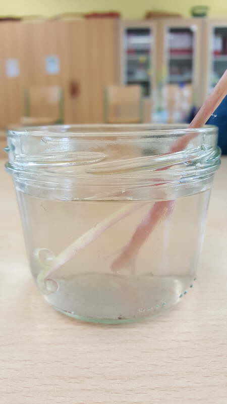 Projekt Wiesenblumen 10