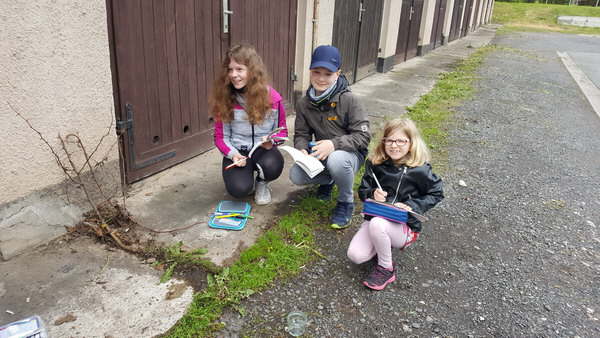 Projekt Wiesenblumen 13