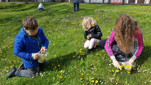 Projekt Wiesenblumen 20